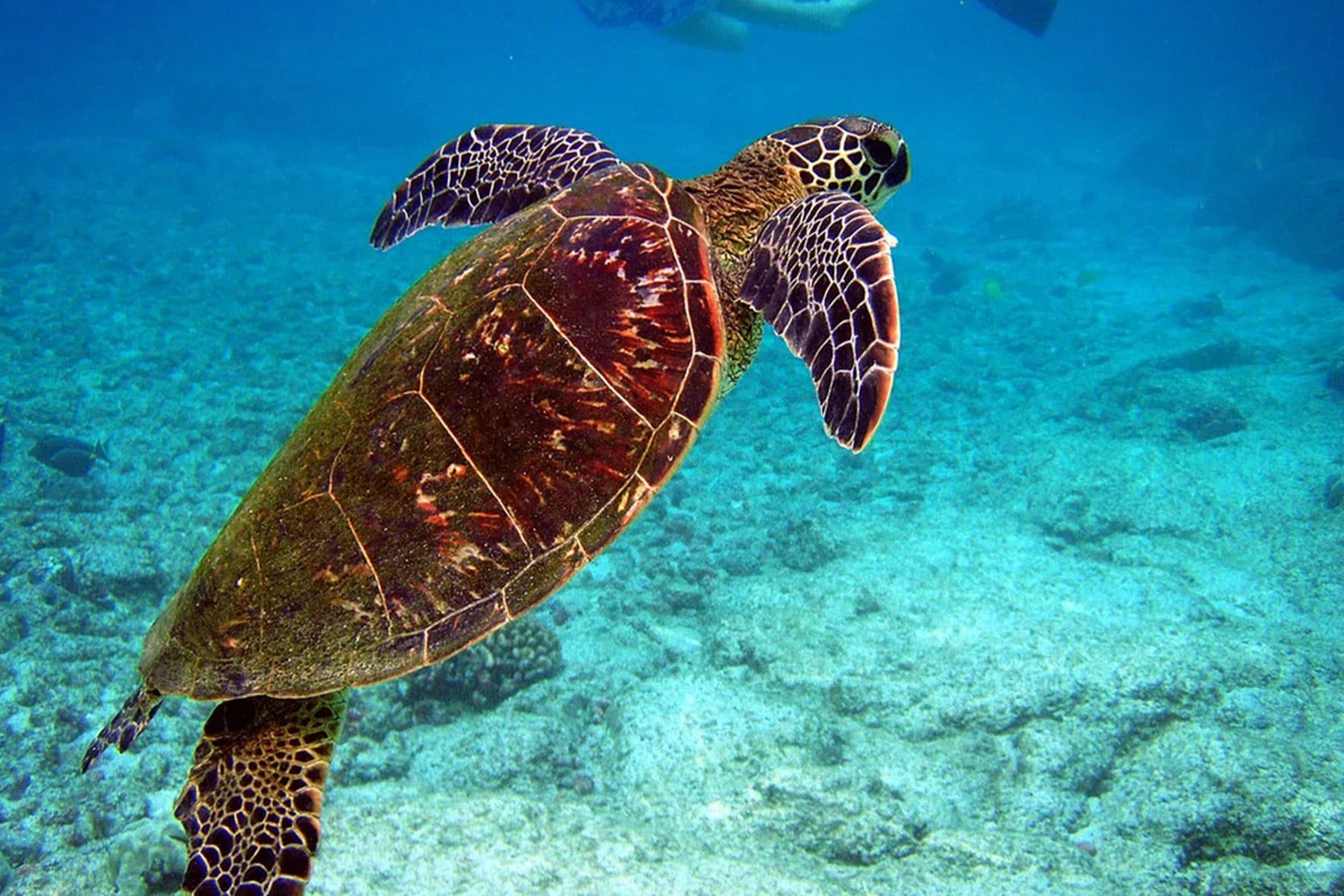 Alagadi Caretta Plajı